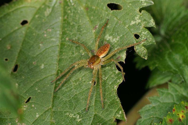 Dolomedes_fimbriatus_D8313_Z_90_Les Gris_Frankrijk.jpg